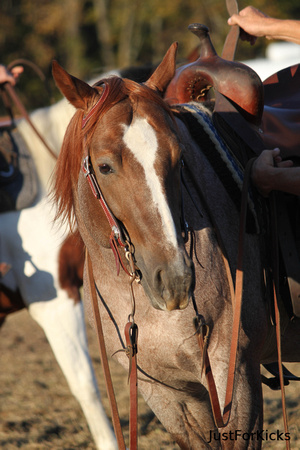 Williamston Horse Show 11-2012-144
