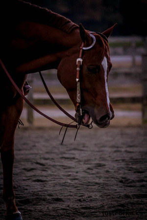 Williamston Horse Show 11-2012-283