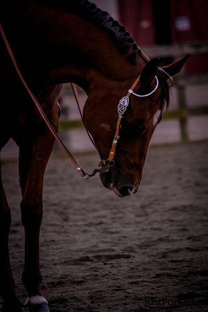 Williamston Horse Show 11-2012-290